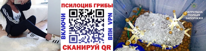 продажа наркотиков  Калининград  Псилоцибиновые грибы Psilocybine cubensis 